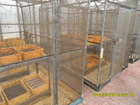 Visiting Department of Agricultural Biology (1) | All About Black Soldier Fly Bsfl Bin, Mealworm Farm, Black Soldier Fly Larvae, Bin Design, Black Soldier, Black Soldier Fly, Black Fly, Worm Farm, Small Wooden Boxes