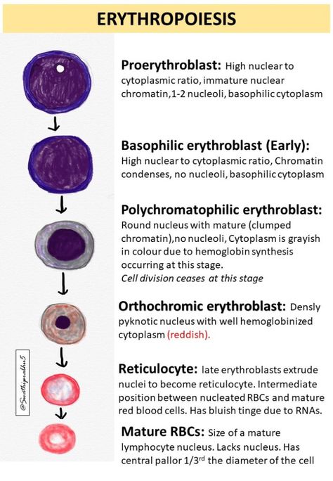 Erythropoiesis Notes, Blood Physiology, Hematology Notes, Clinical Scientist, Pathology Study, Tissue Biology, Med School Study, Medical Laboratory Technician, Lab Science