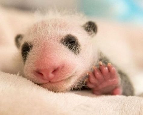 20+ Precious Newborn Animals That Will Make Your Heart Tremble Panda Habitat, Newborn Animals, Mother Bears, Giant Panda, Baby Panda, Math Worksheet, Animal Sketches, Animal Paintings, Pets Cats