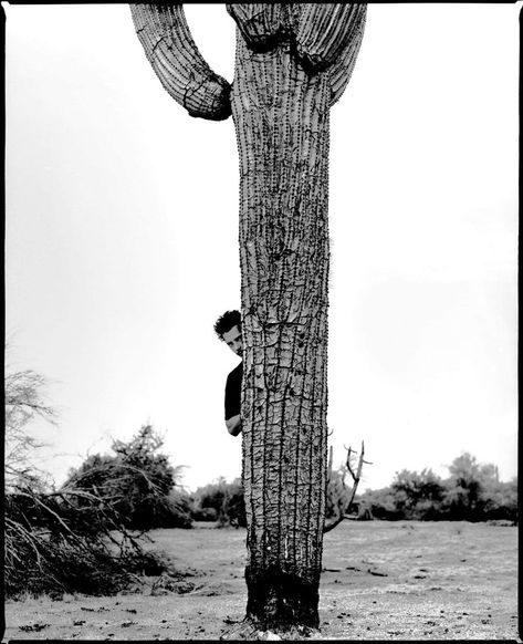 Arizona Desert, Chris Cornell, Heaven Sent, Tree Trunk, Seattle, Arizona