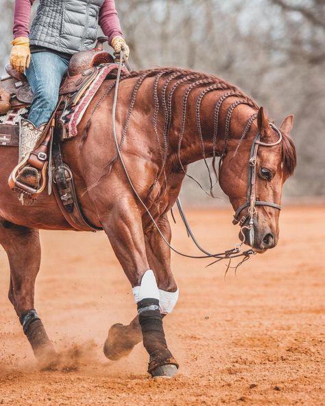 Reined Cow Horse, Reining Horse Aesthetic, Reining Horses Photography, Horse Riding Photography, Western Horse Riding, Best Guy, Guy Code, Horse Riding Aesthetic, Inspirational Horse Quotes