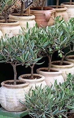 Olive Tree Topiary, Olive Tree Care, Olivier En Pot, Growing Olive Trees, Baby Olive, Garden Containers, Topiaries, Mediterranean Garden, Potted Trees