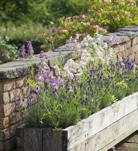 Flower Trough Ideas, Lavender Planter Ideas, Lavender Flower Bed, Lavender Planter, Lavender Planters, Lavender Crown, Lavender Hidcote, Westbury Gardens, Sarah Raven