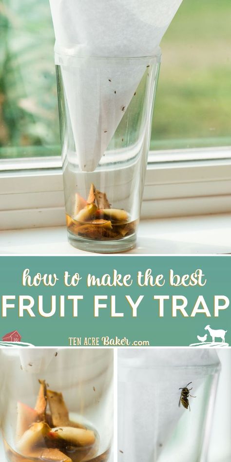 Best Fruit Fly Trap, Fruit Fly Killer, Fruit Flies In House, Fruit Fly Trap Diy, Gnat Trap, Housekeeping Hacks, Homestead Diy, Bug Repellant, Gnat Traps