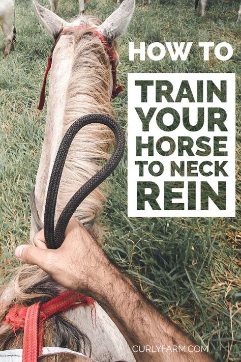 How To Teach A Horse To Neck Rein, Training A Horse, How To Train A Horse, Horse Paddock Ideas, Horse Training Ground Work, Horse Training Exercises, Horse Farm Ideas, Horse Behavior, Horseback Riding Tips