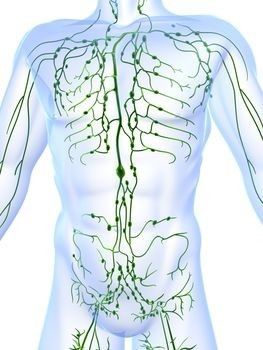 Lymph Fluid, Lymph Massage, Lymph System, Lymph Drainage, Lymph Nodes, Benefits Of Exercise, Circulatory System, Yoga Postures, Doterra Essential Oils