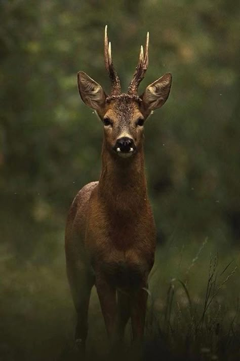 Female Reindeer, Water Deer, Male Deer, Hunting Pictures, Deer Photos, Fallow Deer, Roe Deer, Deer Art, Majestic Animals