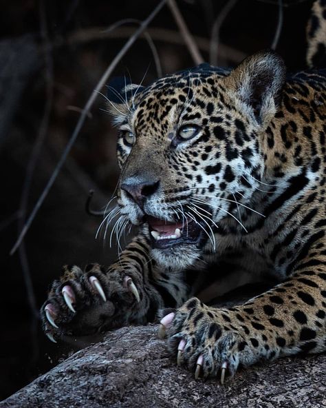 BIG CATS WILDLIFE on Instagram: “Those claws 🐆😱😋. An awesome photo of a young Jaguar 🐆 in the jungles of the Pantanal, Brazil. . . 📷 Photo by David Whelan…” Jaguar Tattoo, Jaguar Animal, Il Re Leone, Great White Shark, Pet Puppy, Leopards, Big Cats, Wild Cats, Animal Photography