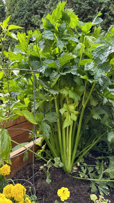 How To Plant Celery From Stalk, How To Grow Celery From Seed, Growing Celery From Scraps, Celery Growing From Stalk, When To Harvest Celery, Celery Plant, Growing Celery, 2024 Moodboard, Urban Gardens