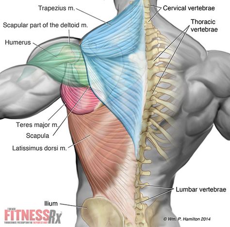 Workout Anatomy, Fitness Anatomy, Big Workout, Learning Anatomy, Sport Medicine, Shoulder Anatomy, Upper Back Muscles, Muscle Power, Muscle Anatomy