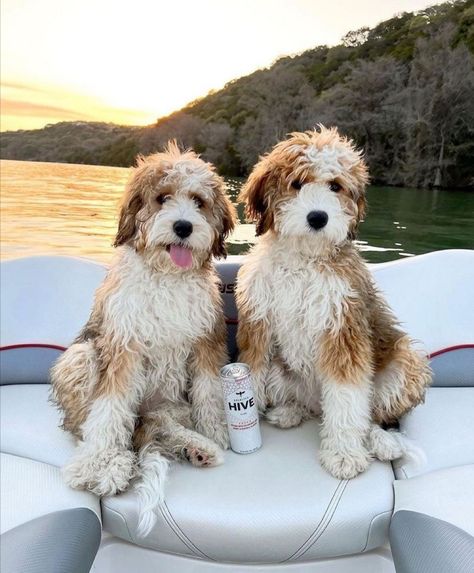 Toy Goldendoodle Full Grown, Mini Golden Doodle Full Grown, Mini Goldendoodle Full Grown, Full Grown Mini Goldendoodle, Maltipoo Full Grown, Labradoodle Full Grown, Goldendoodle Full Grown, Puppy Doodle, Toy Goldendoodle