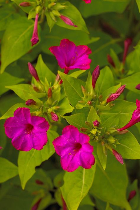 Plant Sunflowers, Planting Seeds Indoors, Grow From Seed, Clock Flower, Biennial Plants, Planting Sunflowers, Four O Clock, Shade Flowers, Wallpaper Nature Flowers