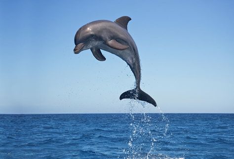 Bottle Nosed Dolphin Jumping Photograph by Mike Hill Jumping Dolphin, Dolphin Images, Dolphin Photos, Dolphin Painting, Dolphin Art, Bottlenose Dolphin, Roatan, Killer Whales, Ocean Animals