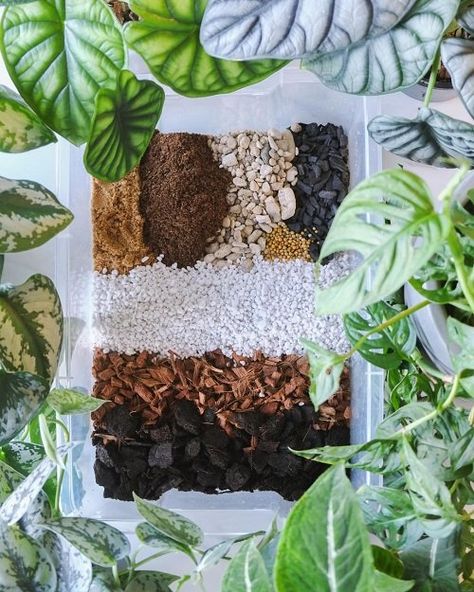 Plant Guy, Organic Plant Food, Monstera Plants, Seed Starting Mix, Orchid Bark, Household Plants, Plant Hacks, Potted Houseplants, Plant Aesthetic