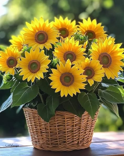 Sunflowers Aesthetic, Happy Birthday Wishes Cake, Sunflower Pictures, Birthday Wishes Cake, Flowers And Butterflies, The Sunflower, Scenery Nature, Beautiful Flowers Pictures, Beautiful Scenery Nature