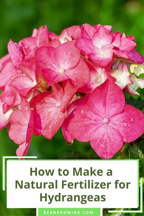 Best Fertilizer For Hydrangeas, When To Fertilize Hydrangeas, Fertilizer For Hydrangeas, Hydrangea Fertilizer, Hydrangea Plant Care, Diy Hydrangea, Natural Plant Fertilizer, Flower List, Summer Planting