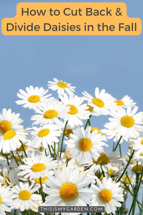 Up close image of Shasta daisies with white petals and yellow stamens. From thisismygarden.com. Daisy Care, Montauk Daisy, Sofa Cleaner, Butterfly Garden Plants, Pot Gardening, Fall Perennials, Flower Tips, Yard Makeover, Shasta Daisy