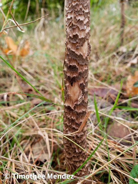 Parasol Mushroom Stem Decorative Mushrooms, Mushroom Stem, Parasol Mushroom, Edible Wild Mushrooms, Mushroom Identification, French Cooking, Wild Mushrooms, Organic Matter, Stuffed Mushrooms