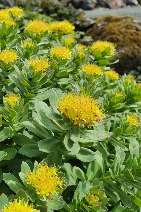 Rhodiola rosea (rose root) | The University Gardens | UiB Sarracenia Purpurea, Lithops Succulents, How To Heal Burns, Better Memory, Rooting Roses, Larkspur Flower, Rosemary Sage, Herb Garden Kit, Columbine Flower