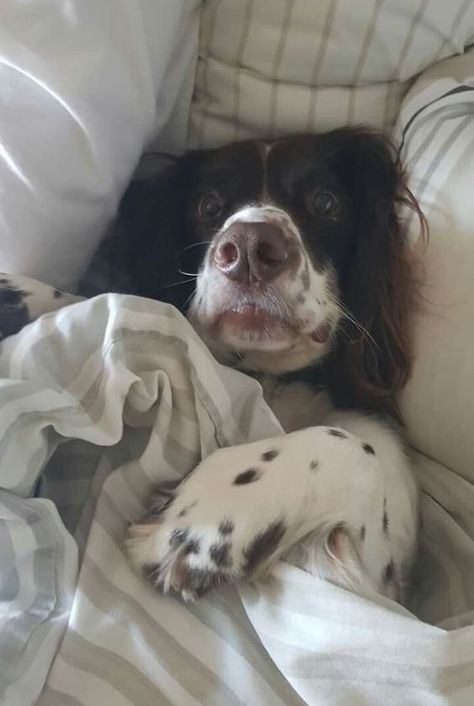 They’re using you to have a roof over their heads. Springer Puppies, Springer Dog, Springer Spaniel Puppies, Springer Spaniels, Big Ears, Puppies And Kitties, English Cocker Spaniel, Indoor Dog, Spaniel Puppies