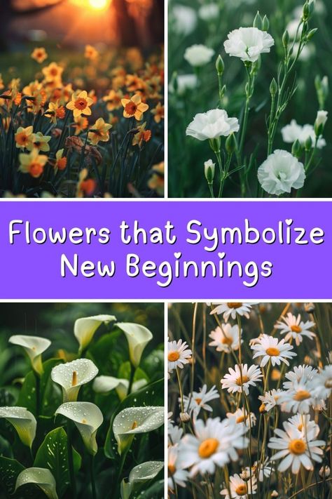 12 Flowers that Symbolize New Beginnings (List & Pictures) Flowers For New Beginnings, Flower Cycle, White Carnations, White Carnation, Fresh Beginnings, Sacred Plant, Water Nymphs, Butterfly Bush, Forget Me Nots