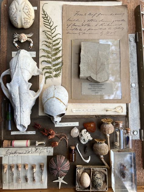 Natural History Decor, Victorian Naturalist Aesthetic, Nature Collection Display, Naturalist Aesthetic, Victorian Naturalist, Naturalist Decor, Nature Display, Green Witch Aesthetic, Oddities Decor