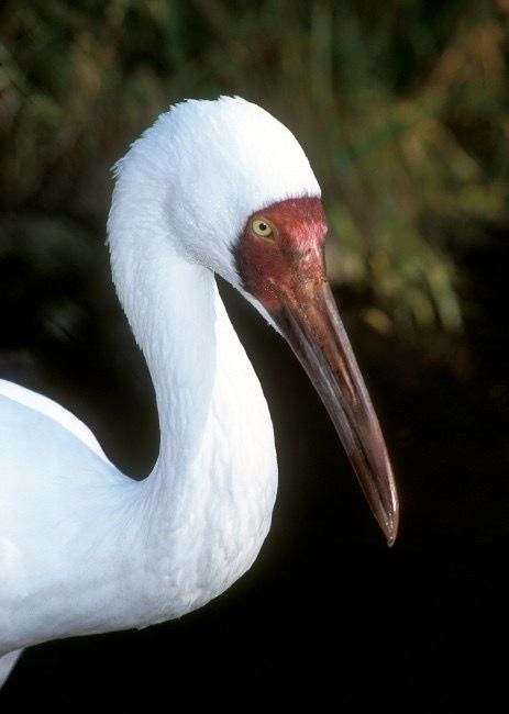 Siberian Crane (Grus leucogeranus) Russia, Siberia, China Siberian Crane, White Crane, Kinds Of Birds, Rare Birds, All Birds, Endangered Species, Wild Birds, Bird Watching, Bird Feathers