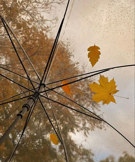 An umbrella with leaves on it. Clear Umbrella Aesthetic, Autumn Romance Aesthetic, Rainy Fall Day Autumn Rain, Rain Witch, Rainy Autumn Aesthetic, Fall Weather Aesthetic, Autumn Rainy Day, Autumn Umbrella, Umbrella Aesthetic