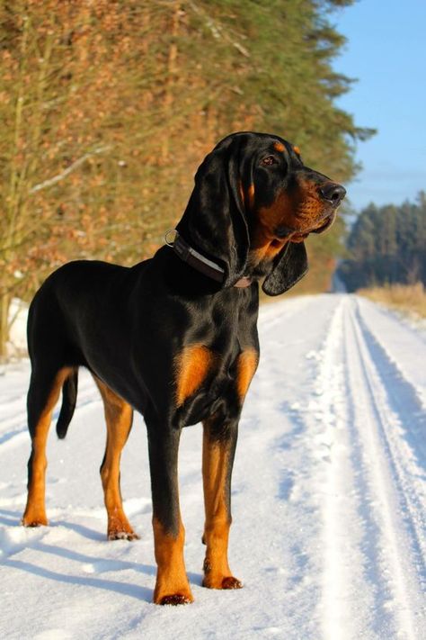 Black And Tan Hound Dog, Blood Hounds, Coon Hunting, Hound Dog Breeds, Regard Animal, Bloodhound Dogs, Hound Breeds, Hound Dogs, Bluetick Coonhound