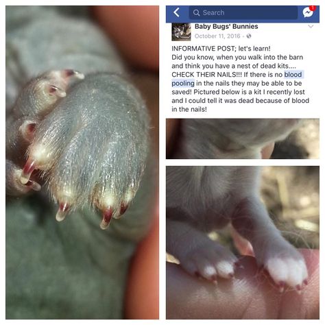 INFORMATIVE POST about Raising Rabbits & Learning if a 'cold' kit can be revived!! __ Did you know, when you walk into the barn and think you have a nest of dead kits.... CHECK THEIR NAILS!!! If there is no blood pooling in the nails they may be able to be saved by being warmed up!! *Pictured here are 2 kits that passed away and you could tell they were dead because of blood in the nails! #farm #homestead #rabbitry #rabbits Rabbit Breeding Setup, Rabbit Knowledge, Rabbitry Setup Ideas, Rabbitry Setup, Rabbitry Ideas, Backyard Bunnies, Meat Rabbits Breeds, Outdoor Rabbit Run, Rabbit Breeding