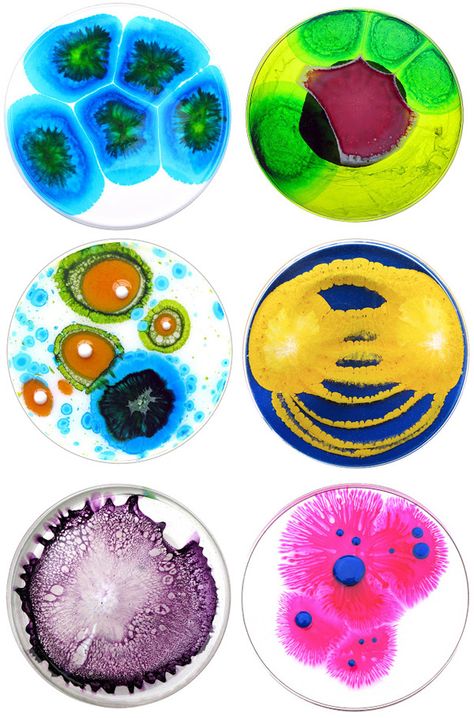 Petri dish dishes (posted on Bee of Design's blog Bacteria Petri Dish Art, Micro Biology Art, Cell Drawing Art, Petri Dish Bacteria, Petridish Art, Bacteria Art, Microscopic Art, Petri Dish Art, Klari Reis