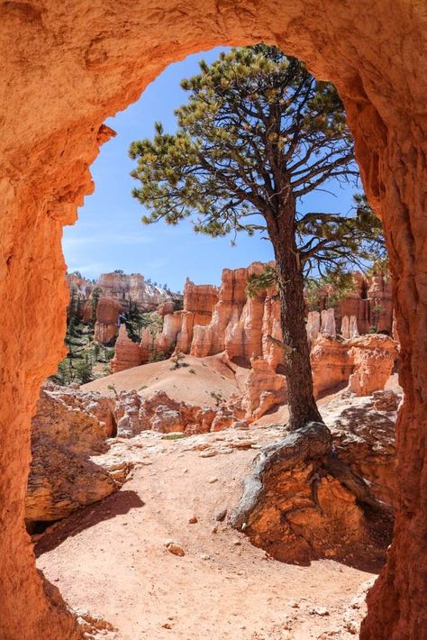 Great Canyon, Big Cottonwood Canyon Utah Photography, Utah Usa, National Park Road Trip, Bryce Canyon National Park, Hiking Trail, Bryce Canyon, Us National Parks, Rock Formations