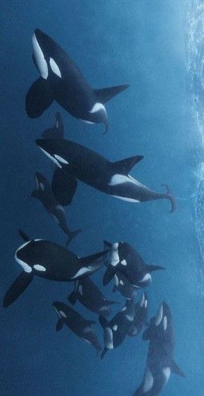 Orca Lockscreen, Orca Wallpaper Iphone, Orca Whale Aesthetic, Killer Whale Wallpaper, Orca Whales Wallpaper, Orca Wallpaper, Orca Whales Aesthetic, Killer Whale Aesthetic, Orca Poster