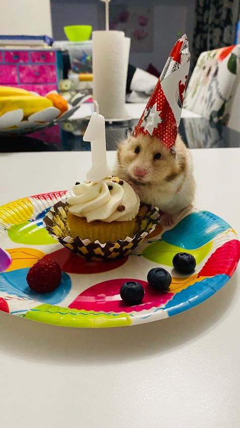 Hamster Aesthetic, Hamster Pics, Hamster Life, Hamster Habitat, Hamster Care, Aesthetic Birthday, 15 Birthday, Funny Hamsters, Cute Hamsters