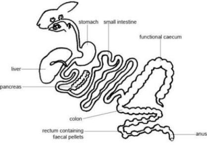 THE RABBITS DIGESTIVE SYSTEM Digestive System Model, Biology Corner, Rabbit Pellets, Raising Rabbits For Meat, Rabbit Habitat, Female Rabbit, Sistem Pencernaan, Rabbit Farm, Meat Rabbits