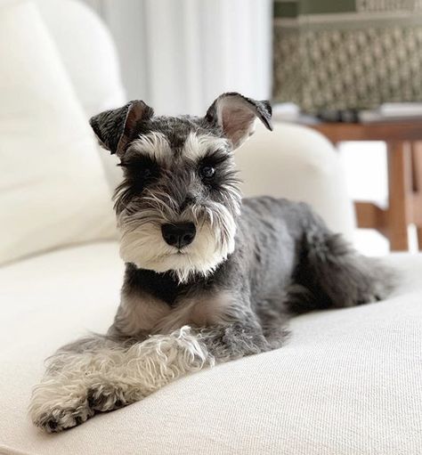 Miniature Schnauzer Dogs, Snoozer Dog, Relaxing In Bed, Miniature Schnauzer Puppy, Dog Schnauzer, Schnauzer Grooming, Schnauzer Mix, Mini Schnauzer Puppies, Standard Schnauzer