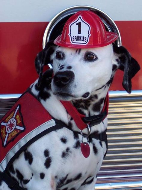 Greenville Fire Department - Greenville, Texas - This is Sparky #nicepup #dogs #fire #setcom http://setcomcorp.com/csbheadset.html Fire Dog, Health Questions, Dalmatian Puppy, Dalmatian Dog, Pet Advice, Dalmatian Dogs, Dog Safety, Pet Safety, Fire Safety