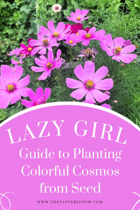 Lazy Girl Guide to growing colorful Cosmos! How To Grow Cosmos From Seeds, Cosmo Garden, Cosmos Plant, Front Yard Plants, Girl Guide, Cosmos Flowers, Gardening 101, Spring 2025, Lazy Girl