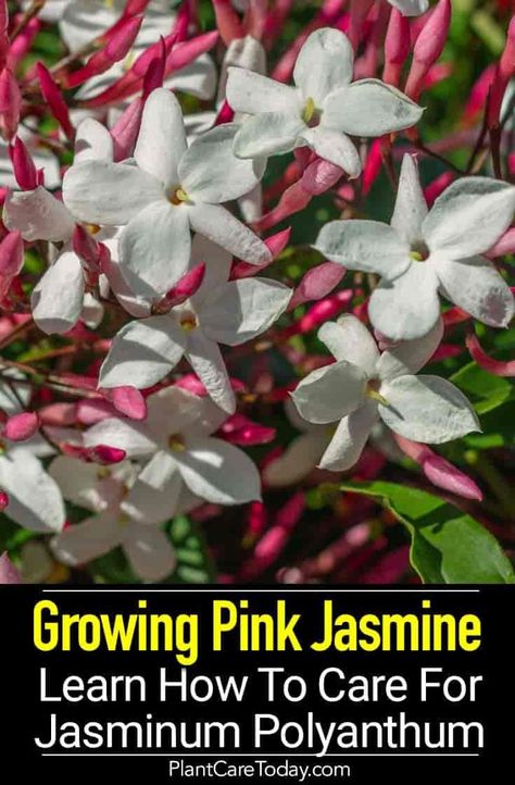 Jasminum Polyanthum Care: How To Grow Pink Jasmine Backyard Flower Garden Ideas, Contemporary Front Yard, Grow Bags Gardening, Pink Vines, Planter Box Garden, Cascading Plants, Mandevilla Vine, Types Of Tulips, Starry Flowers