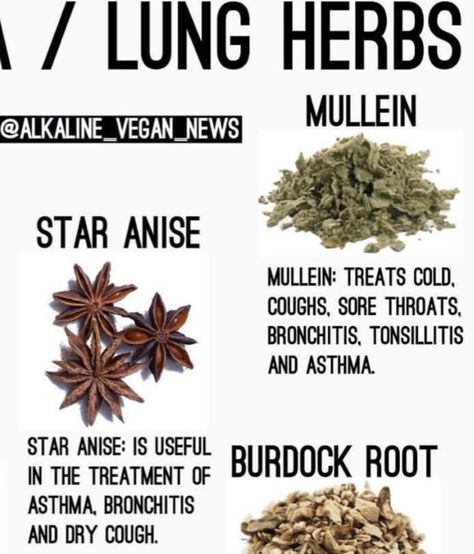 Anise Seed Benefits, Seed Benefits, Medical Herbs, Ayurvedic Healing, Anise Seed, Plant Medicine, Dry Cough, Burdock Root, Herbal Recipes