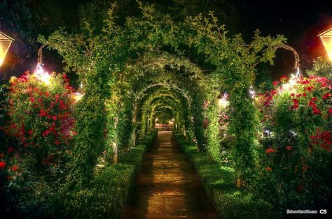 Victorian Mansion Garden at Night | Butchart Gardens at night. Victoria, BC. Mansion Garden, Garden Night, Garden At Night, Butchart Gardens, Healing Garden, Victorian Mansions, Night Garden, School Garden, Victoria Bc