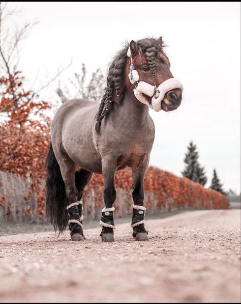 Shetty Pony, Mini Shetland Pony, Horse Photography Poses, Miniature Ponies, Fjord Horse, Beautiful Horse Pictures, Horse Riding Clothes, Cute Ponies, Shetland Pony