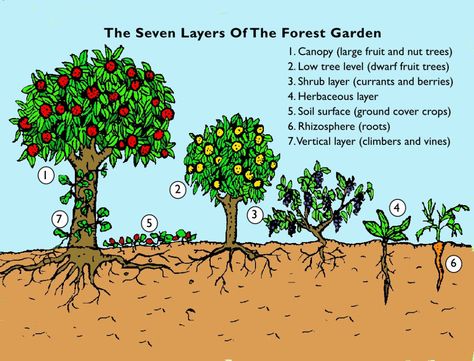 Food Forest Garden, Australia Landscape, Berry Garden, Permaculture Gardening, Permaculture Design, Garden Steps, Edible Landscaping, Veg Garden, Garden Images