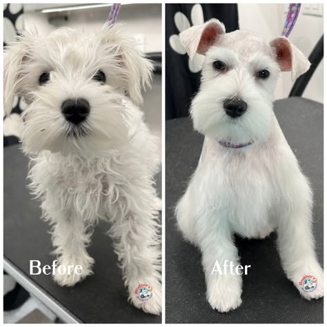 Pet Groomer Aesthetic, Schnauzer Haircut Hairstyles, Dog Grooming Diy, Schnauzer Breed, Yorkie Haircuts, Schnauzer Grooming, Pet Grooming Salon, Dog Grooming Styles, Mini Schnauzer Puppies