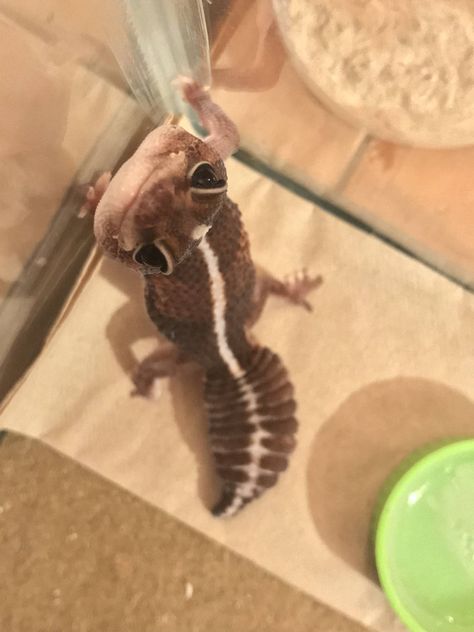 African Fat Tailed Gecko, Reptile Aesthetic, Baby Lizard, Leopard Gecko Cute, Baby Reptile, Pet Reptiles, Fat Tailed Gecko, Cute Gecko, Cute Lizard