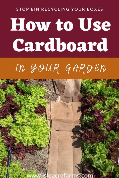 Cardboard For Gardening, Cardboard In Garden Beds, Cardboard In Flower Beds, Cardboard Weedmat, Cardboard For Weeds In Garden, How To Use Cardboard In Garden, Cardboard Flower Bed, Cardboard Garden Bed, Using Cardboard In The Garden