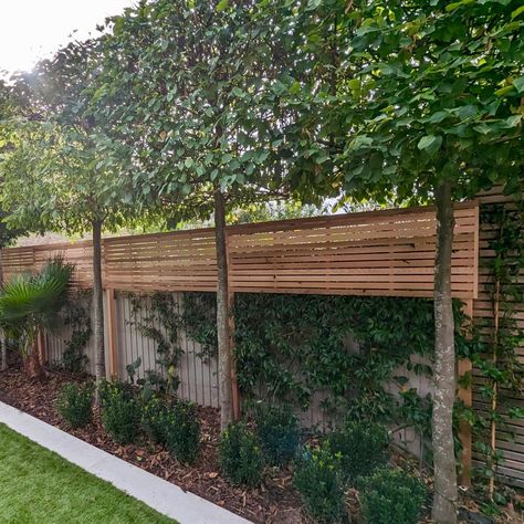 We love the combination of slatted panels and pleached trees, for a modern look with added privacy. 🌳 In addition to the planting our customers are doing, we plant one tree for every order with Ecologi. 📸 Bespoke slatted panels with a 45mm slat, 10mm gap in Western Red Cedar. #TreePlanting #Gardening #GardenDesign High Garden Wall Privacy Fences, Garden Trellis Privacy Screens, Slatted Garden Wall, Pleached Trees Privacy Screens, Privacy Wall Ideas, Garden Screening Ideas, Outdoor Privacy Wall, Winter Landscaping, Hedge Ideas