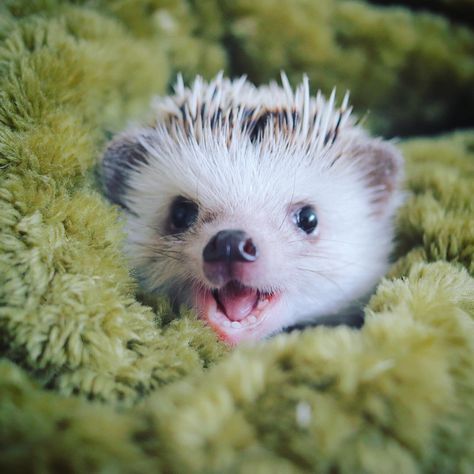 21 Hedgehogs That Really Have No Idea How Damn Cute They Are Happy Hedgehog, Hedgehog Pet, Cute Hedgehog, Super Cute Animals, Cute Animal Photos, Cute Animal Videos, Hedgehogs, Cute Animal Pictures