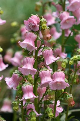 A must for any garden - Campanula Campanula Flowers, Fairy Flowers, Rare Seeds, Flower Therapy, Pretty Plants, Country Gardening, Perennial Plants, Flowers Nature, Dream Garden