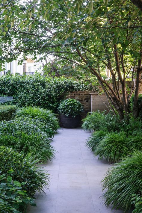 Courtyard Plants, Front Garden Design, Minimalist Garden, London Garden, Patio Garden Design, Modern Garden Design, Side Garden, Native Garden, City Garden